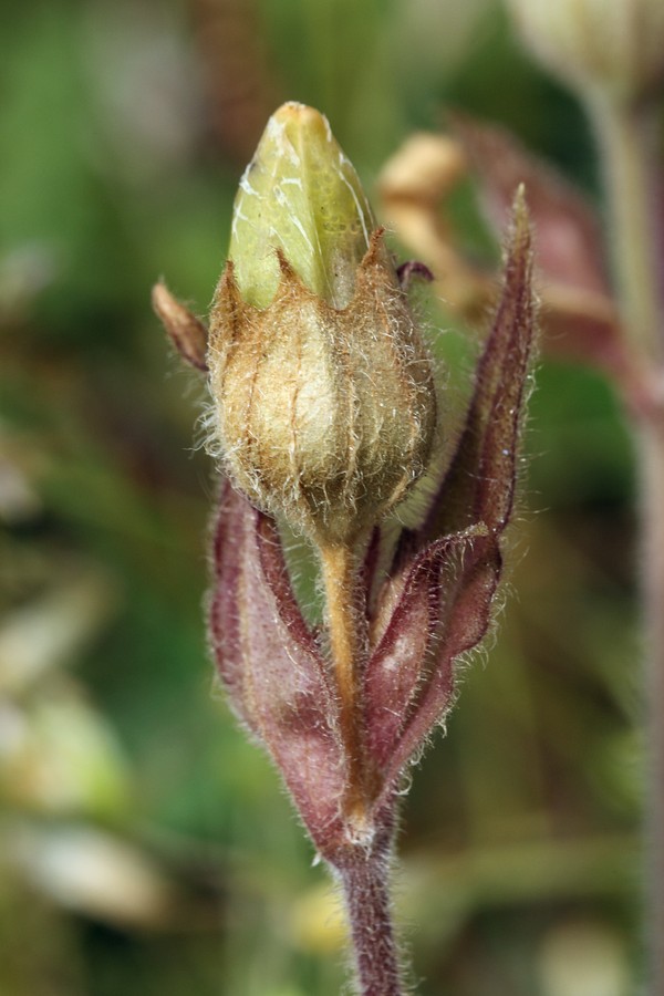 Изображение особи Melandrium dioicum.