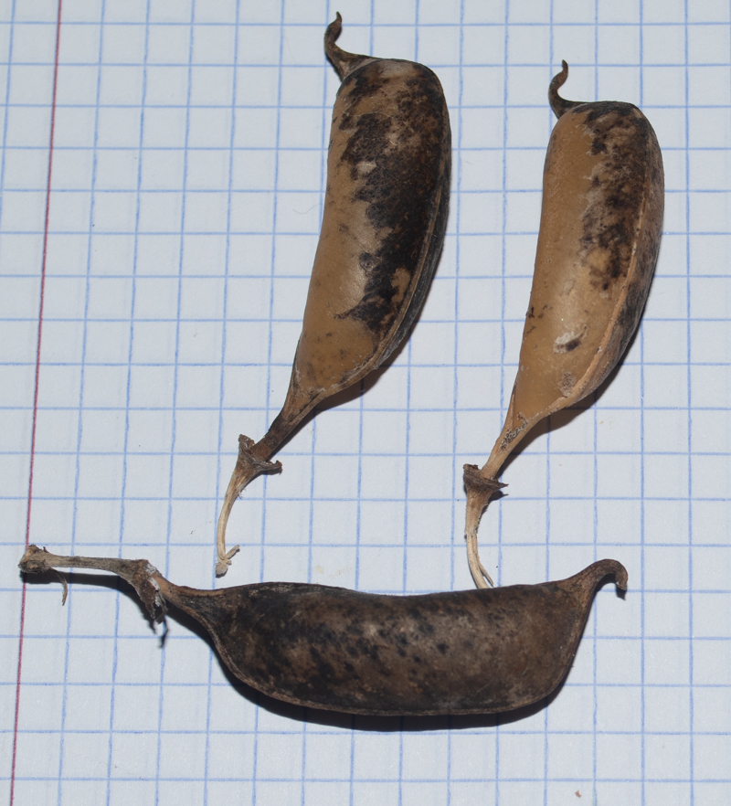 Image of Crotalaria grahamiana specimen.