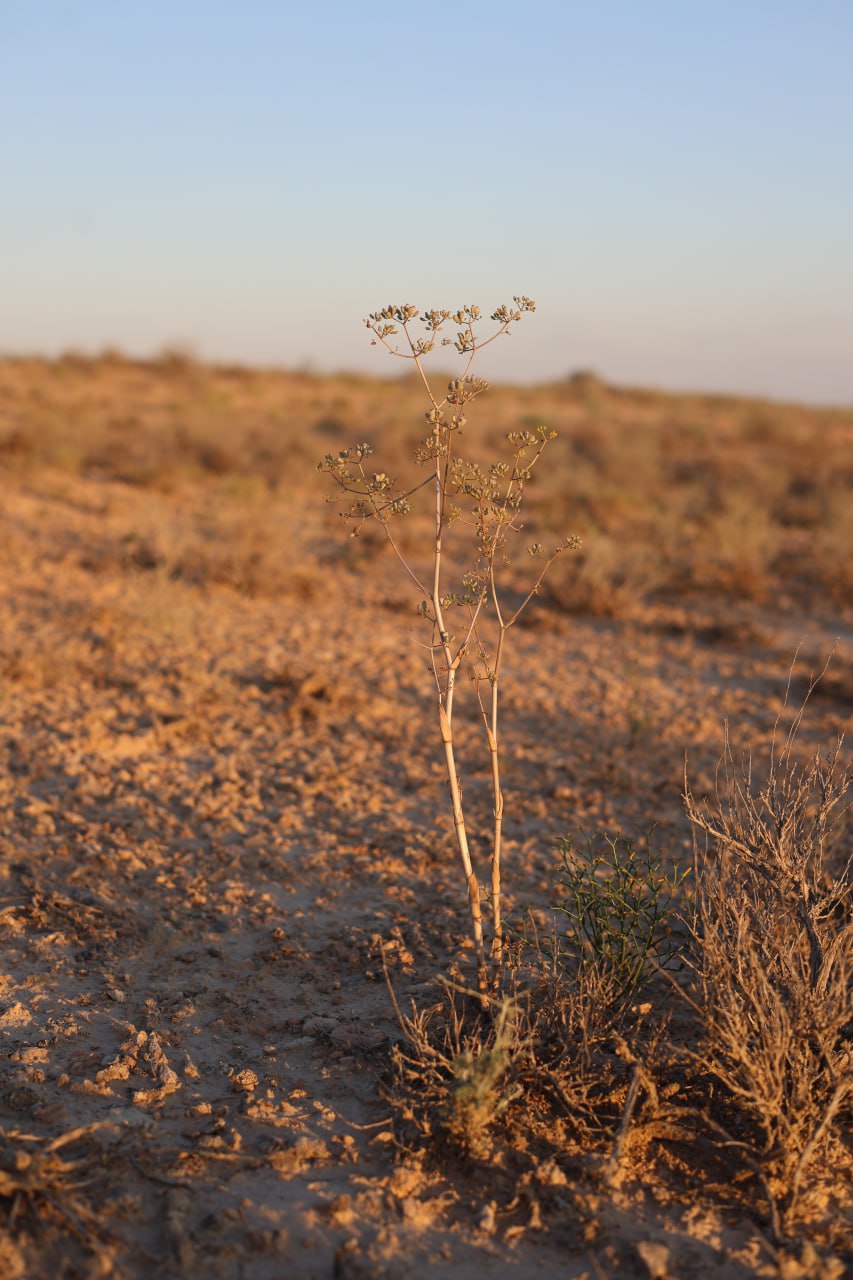 Image of Ferula dubjanskyi specimen.