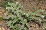 Echium biebersteinii