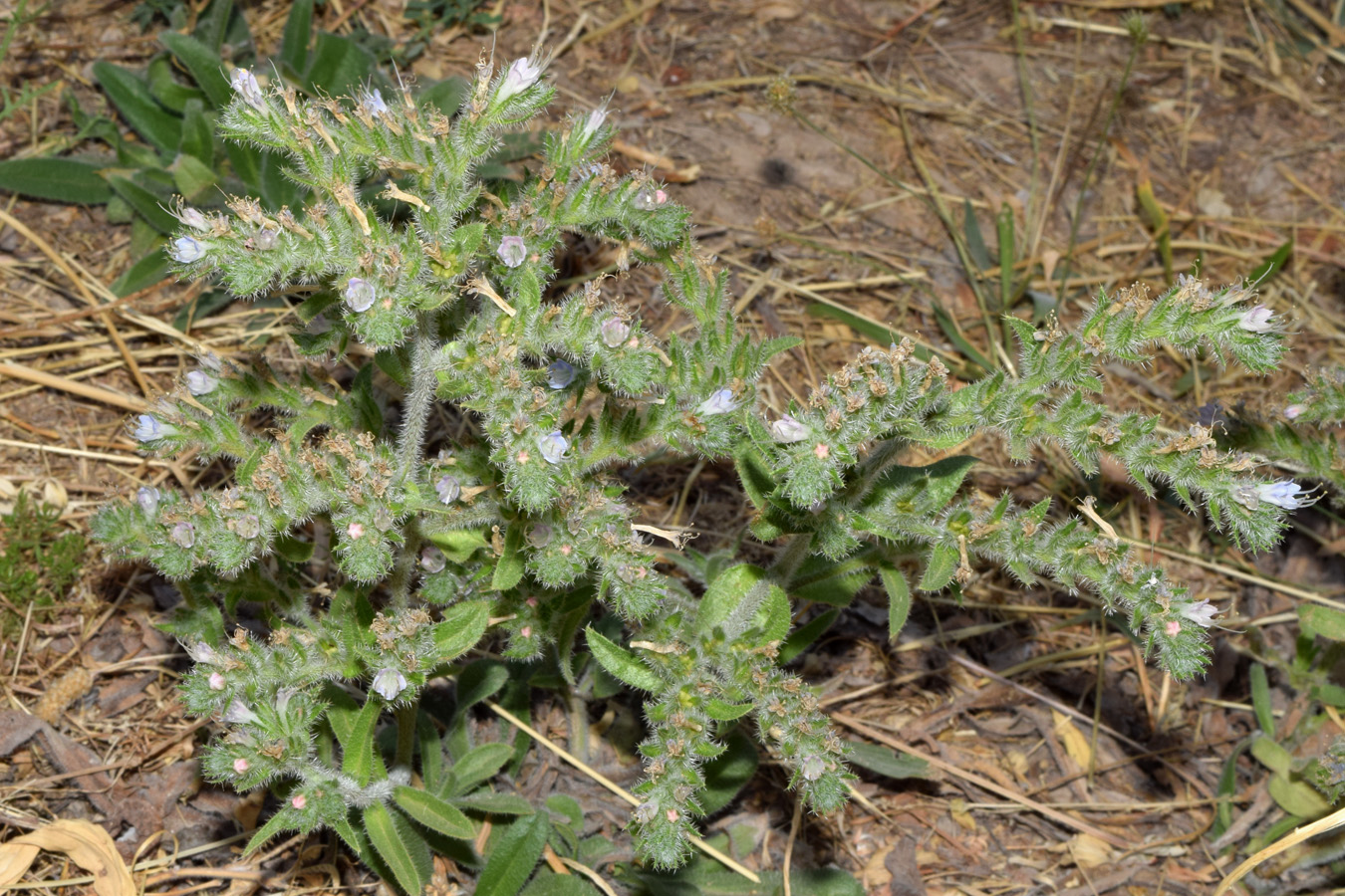 Изображение особи Echium biebersteinii.