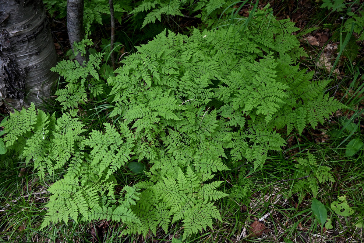 Image of Dryopteris amurensis specimen.