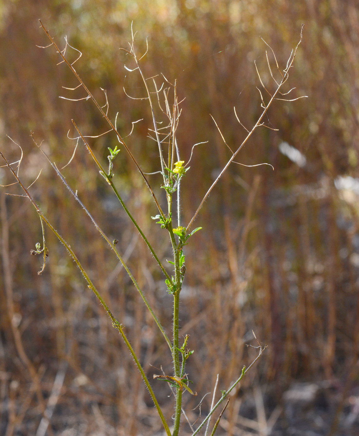 Изображение особи Sisymbrium loeselii.