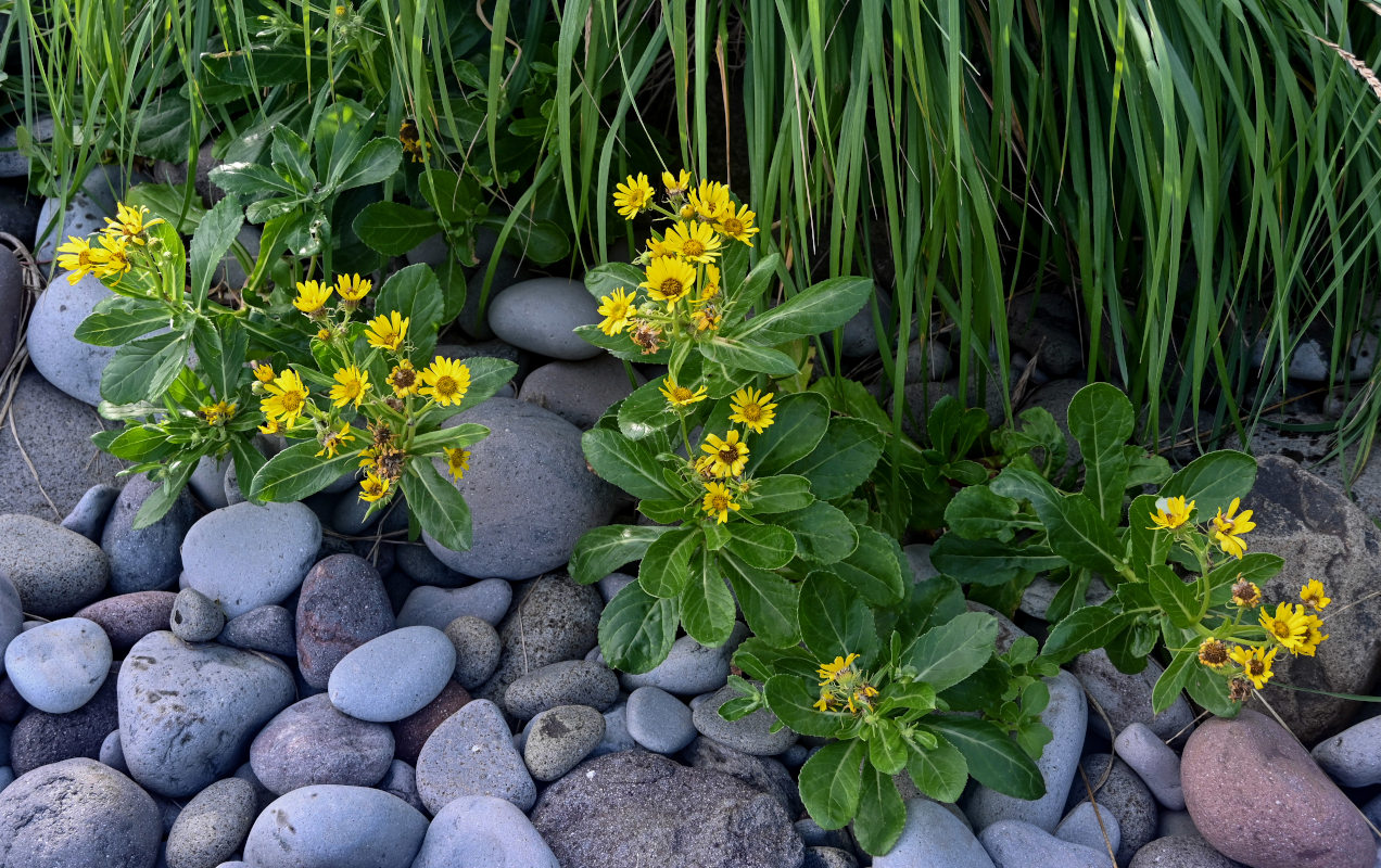 Image of Senecio pseudoarnica specimen.