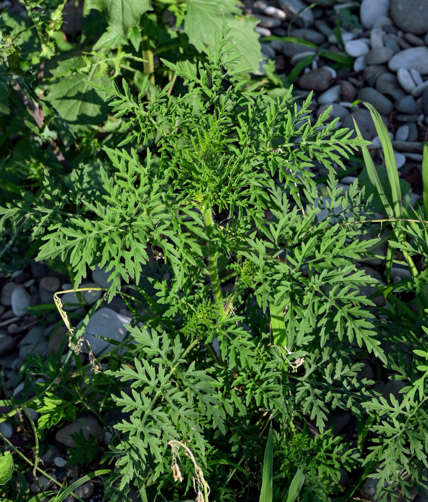 Изображение особи Ambrosia artemisiifolia.