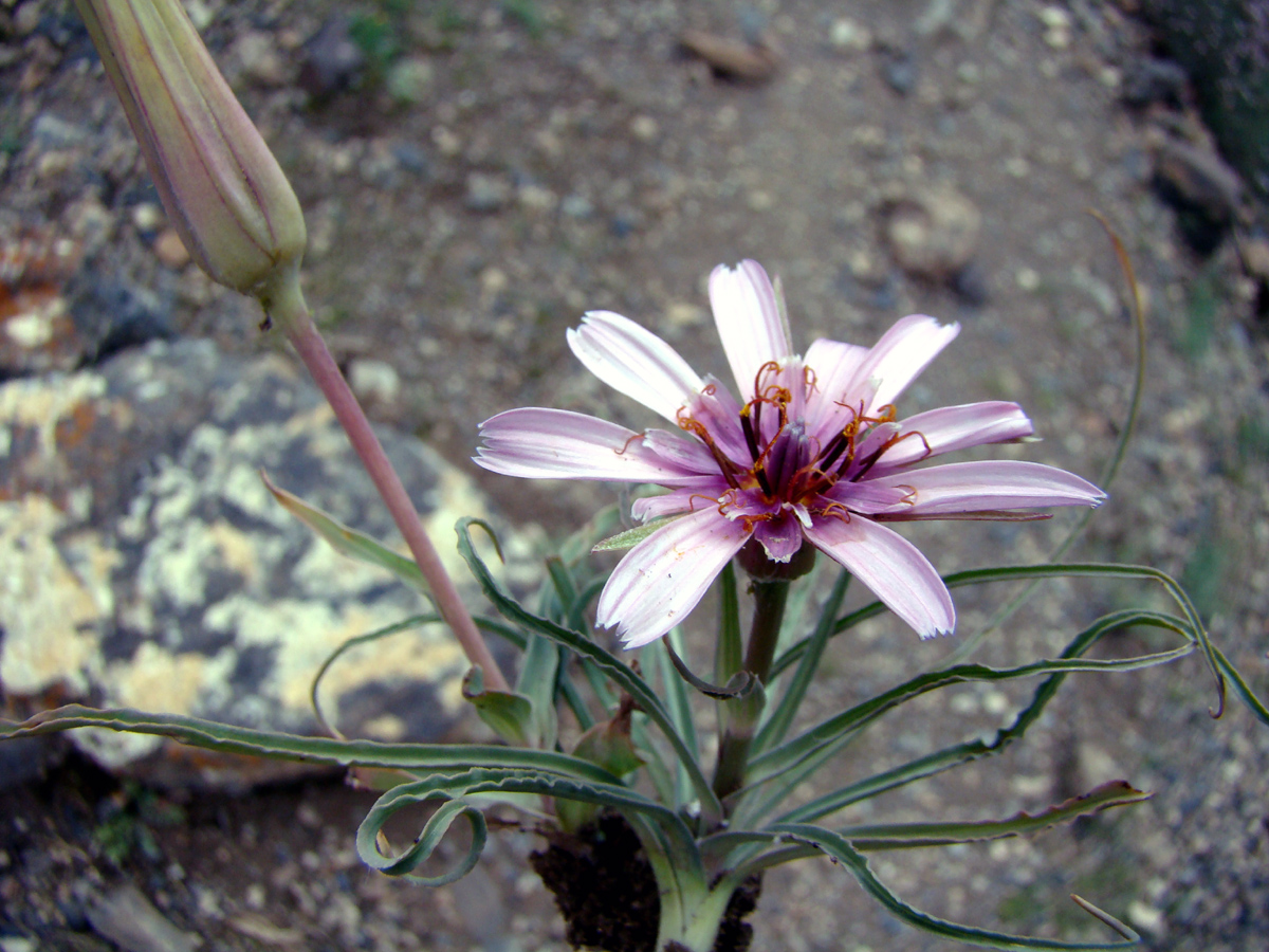 Image of Tragopogon conduplicatus specimen.