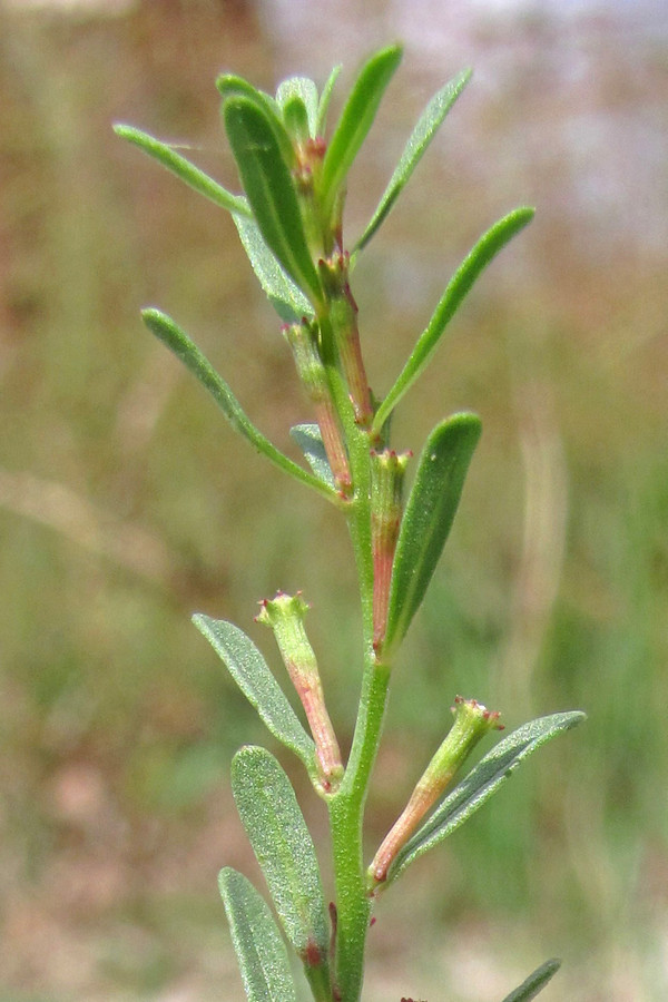 Изображение особи Lythrum tribracteatum.