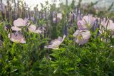 Смотреть изображение Oenothera speciosa