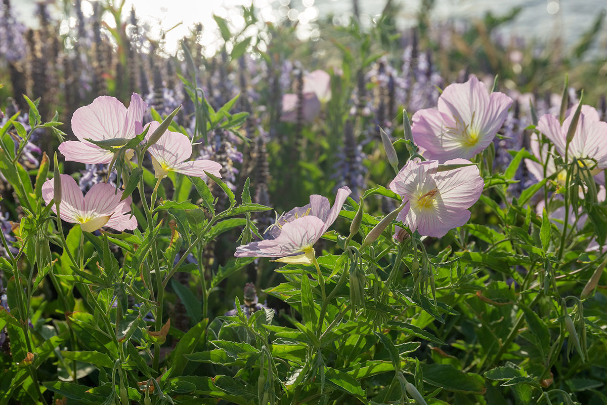 Изображение особи Oenothera speciosa.