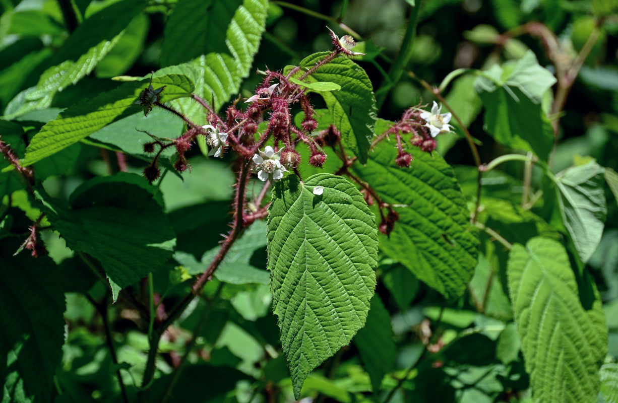 Image of Rubus hirtus specimen.