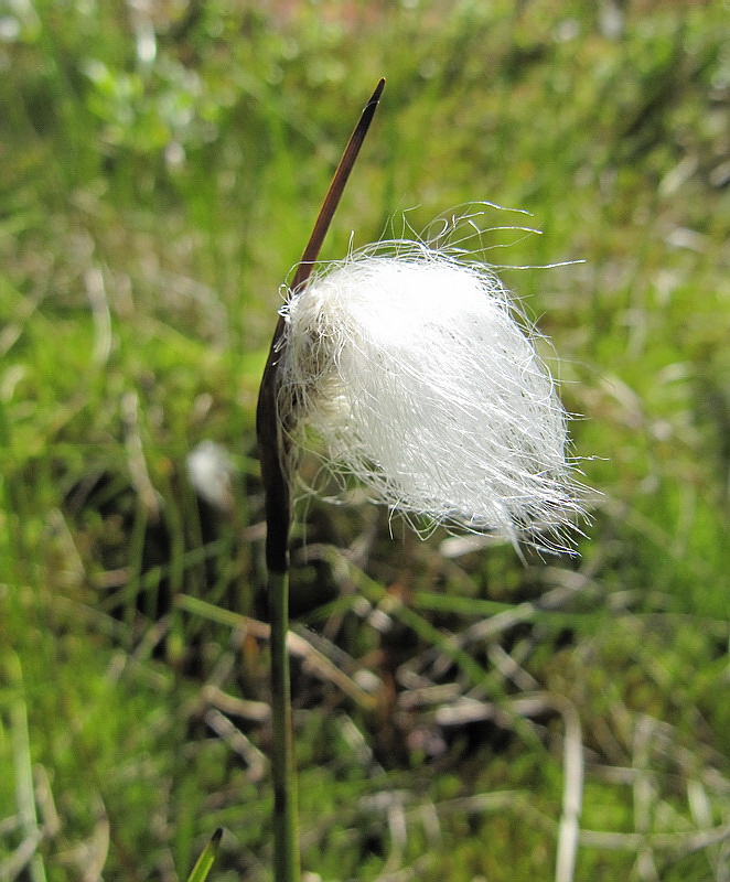 Изображение особи род Eriophorum.