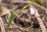 Galanthus alpinus