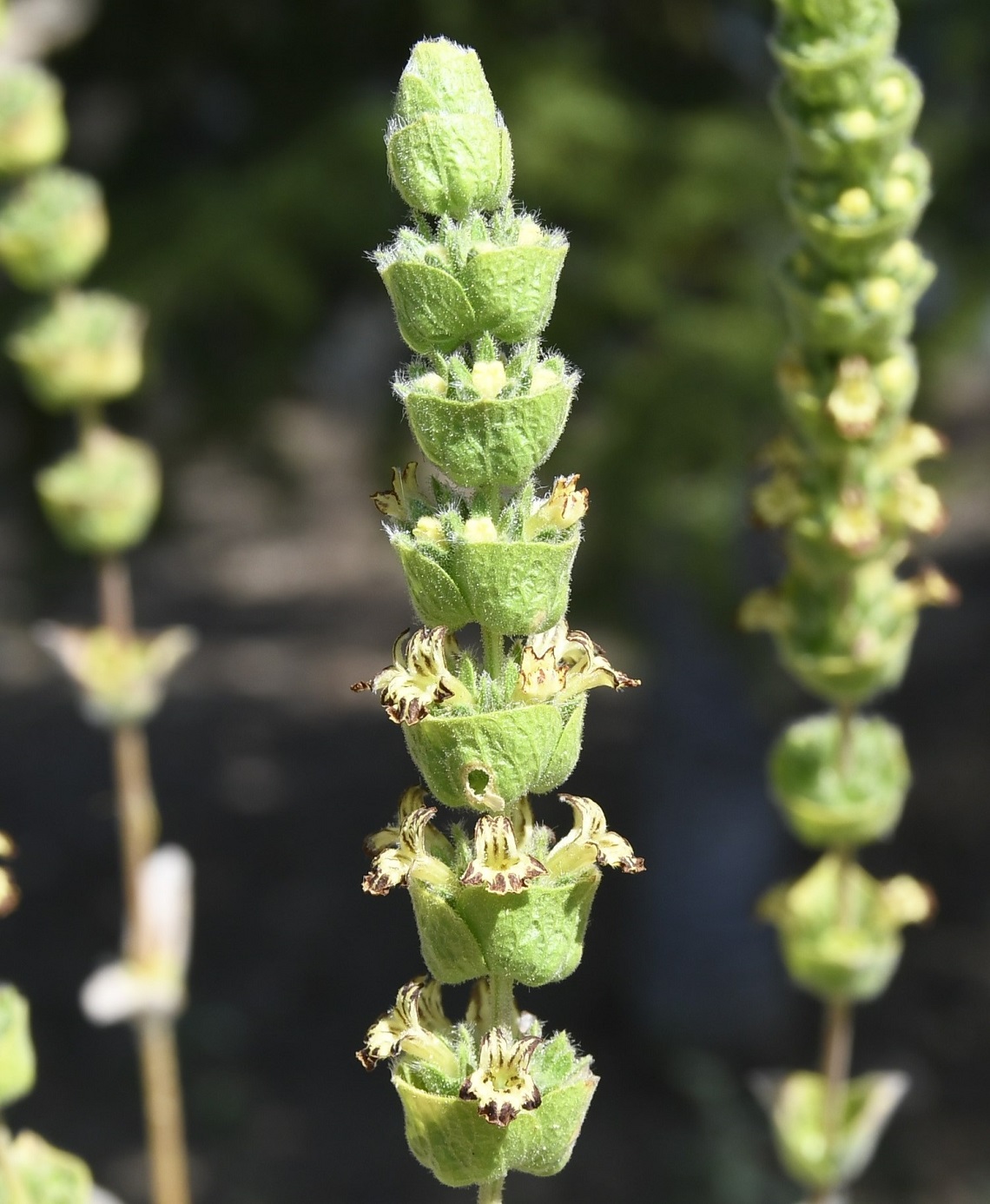 Image of Sideritis cypria specimen.