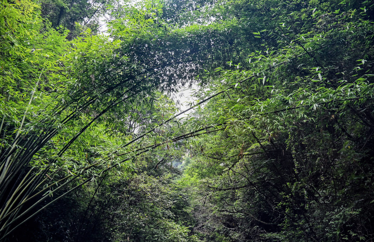 Image of Phyllostachys pubescens specimen.