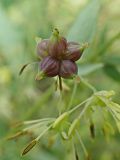 Thalictrum minus. Плод. Хабаровский край, окр. г. Комсомольск-на-Амуре, разнотравный луг. 25.07.2024.