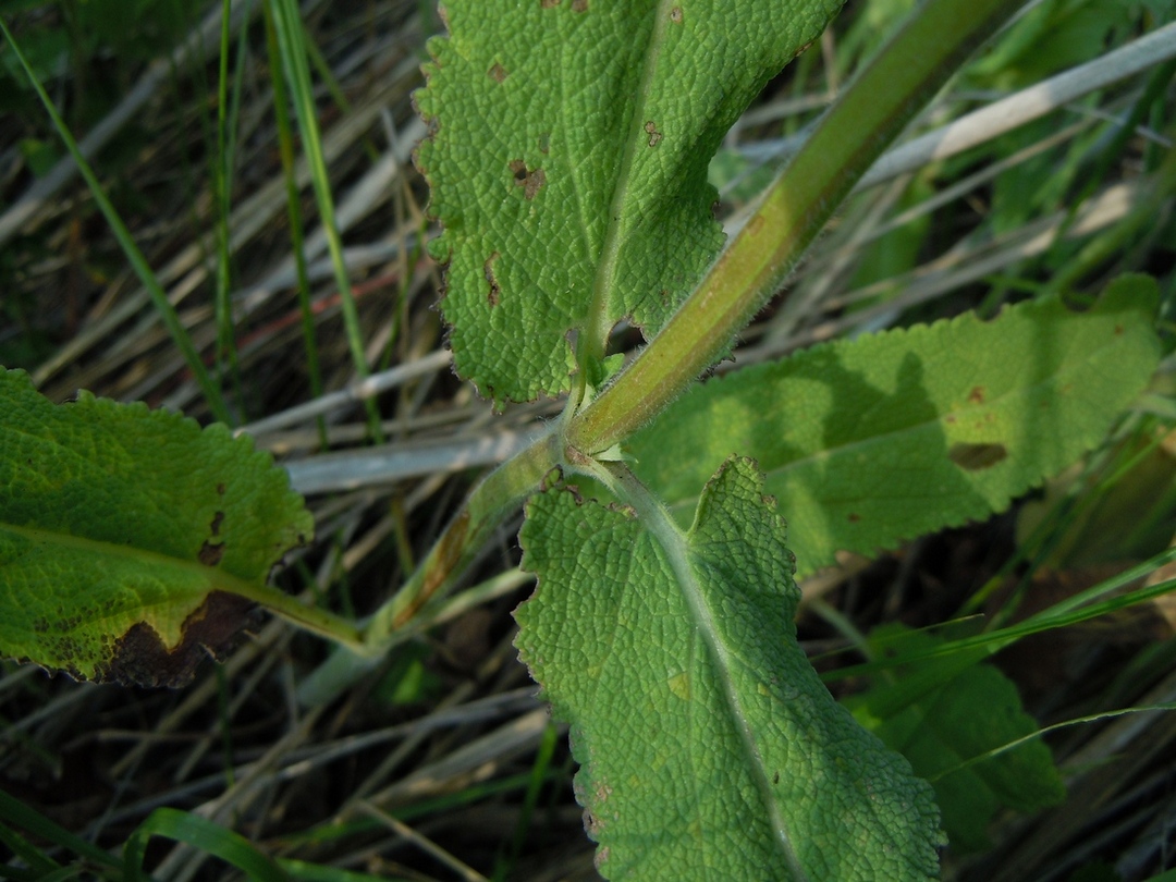 Image of Salvia tesquicola specimen.