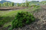 genus Ulmus. Вегетирующее растение. Башкортостан, Хайбуллинский р-н, Абишевский сельсовет, окр. с. Малоарслангулово, дол. р. Сакмара, устье р. Вазям, обочина гравийной дороги. 30 апреля 2024 г.