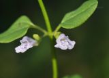 Scutellaria dependens. Цветки. Приморский край, Уссурийский гор. округ, с. Монакино, широколиственное редколесье. 17.08.2024.