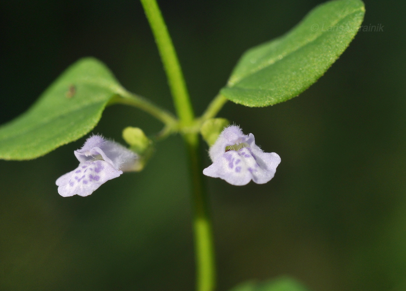 Изображение особи Scutellaria dependens.