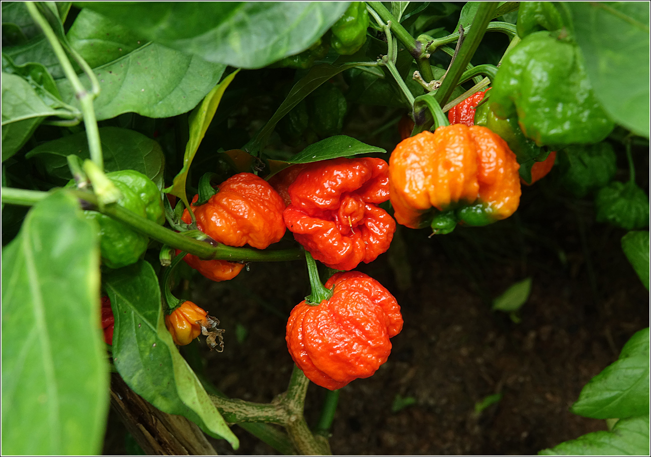 Image of Capsicum chinense specimen.