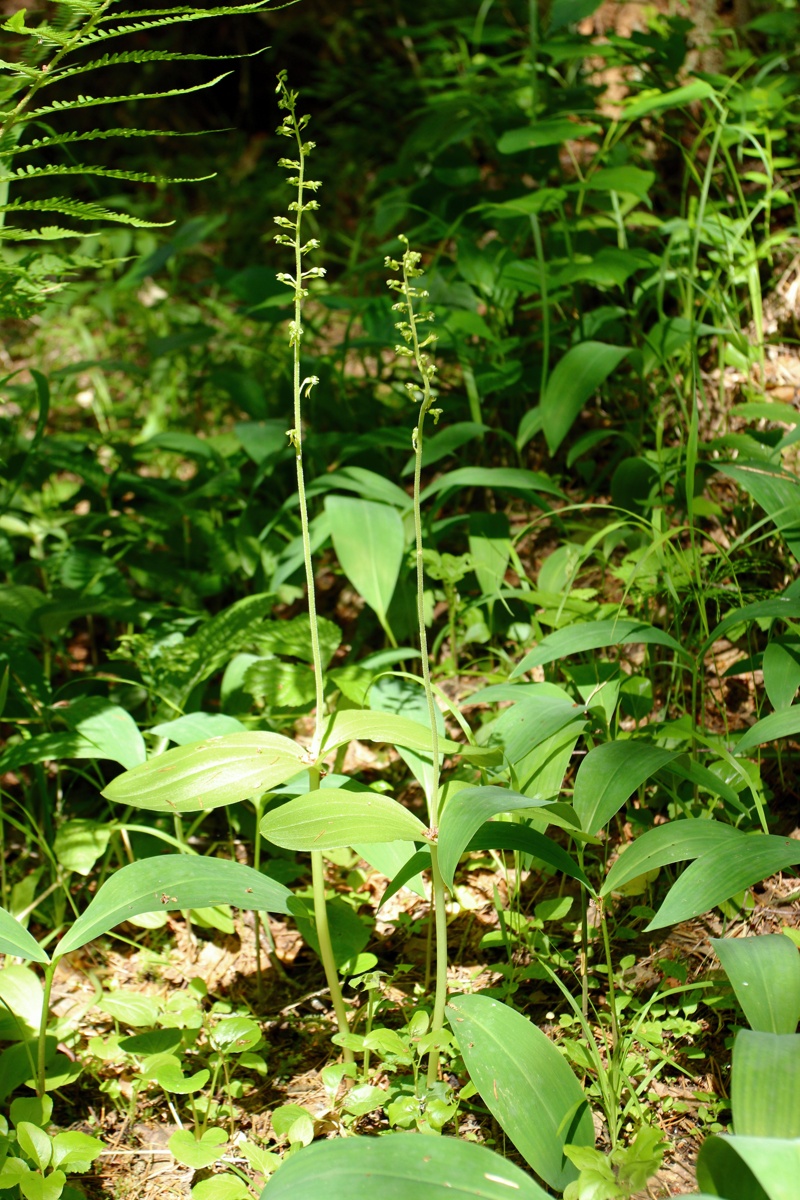 Image of Listera ovata specimen.