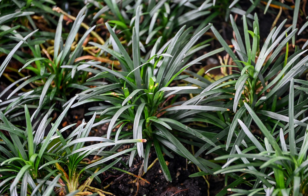 Image of Ophiopogon japonicus specimen.