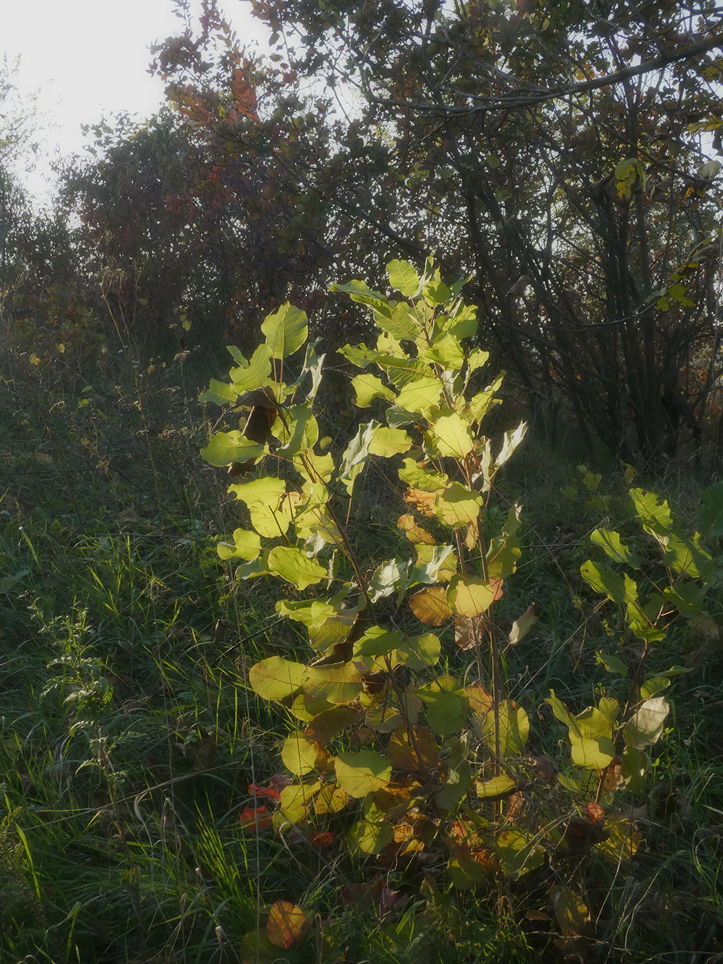 Изображение особи Cotinus coggygria.