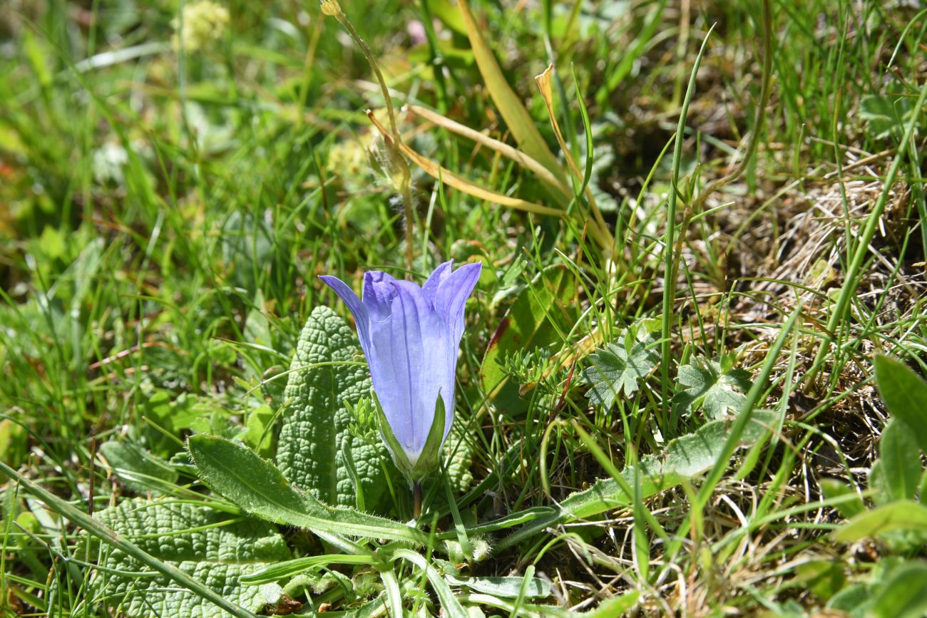 Image of genus Campanula specimen.