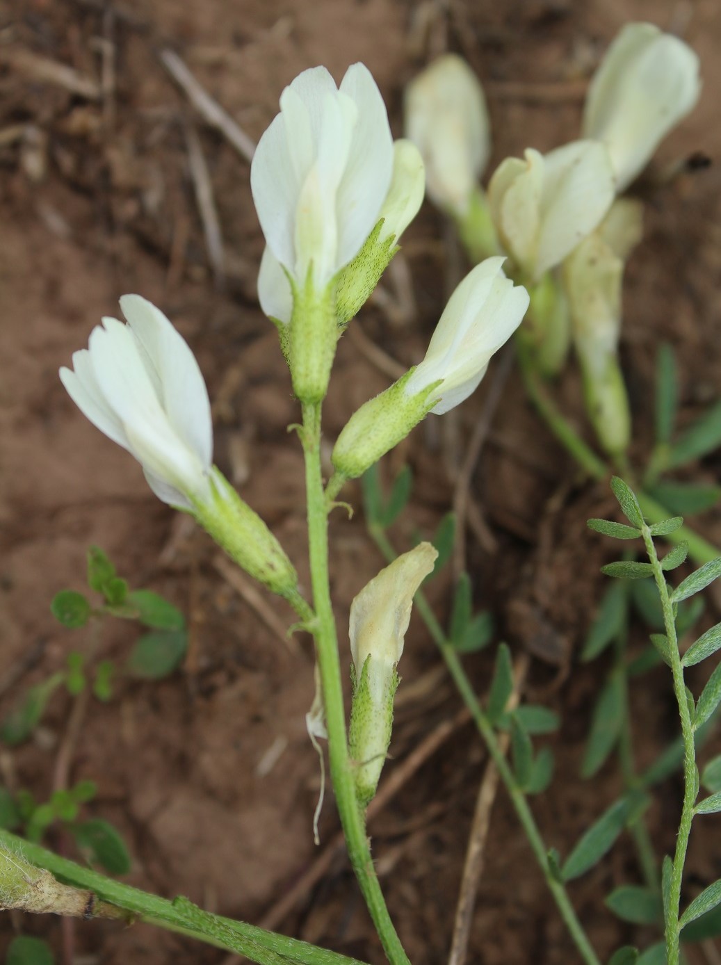 Image of Astragalus maltsevii specimen.