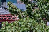 Paulownia tomentosa. Верхушки ветвей с плодами. Китай, провинция Шэньси, г. Сиань, в культуре. 11.06.2024.