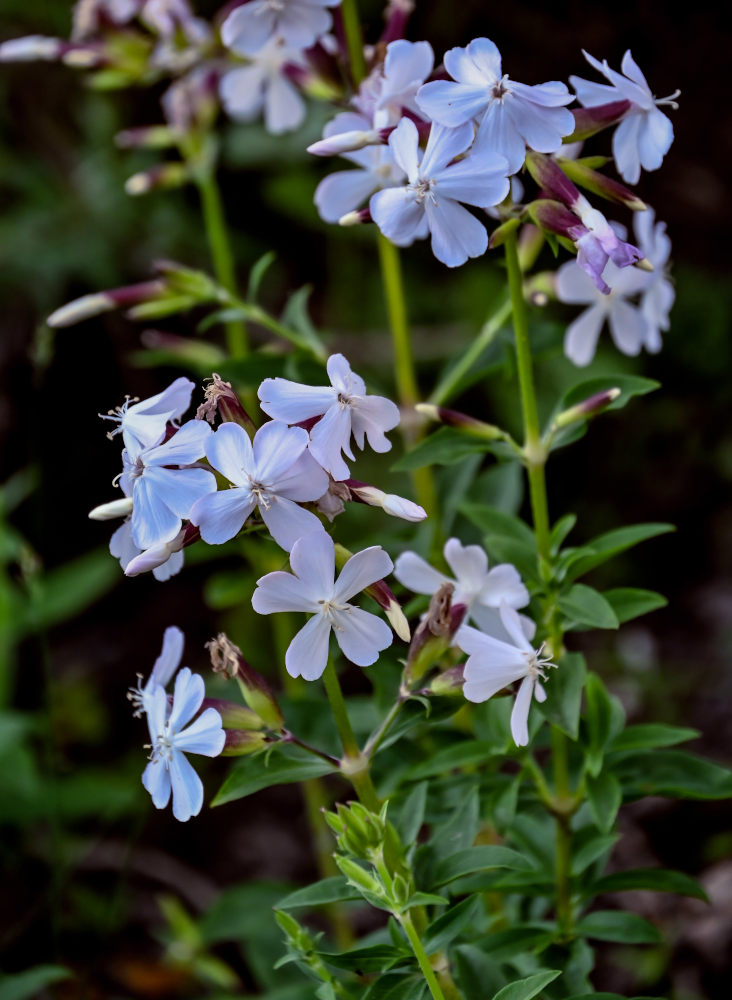 Image of Saponaria officinalis specimen.