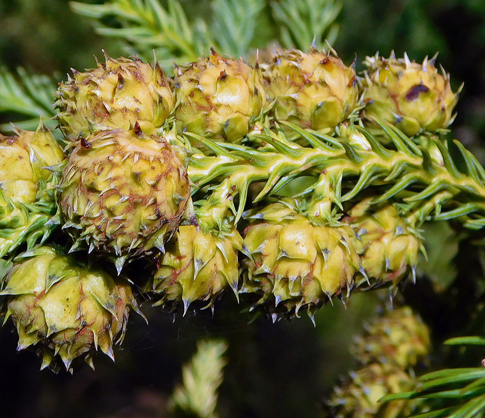 Image of Cryptomeria japonica specimen.