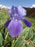 Iris hoogiana