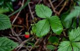 Fragaria vesca. Плодоносящее растение. Вологодская обл., Сокольский р-н, Оларевская гряда, смешанный лес. 13.07.2024.