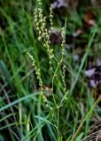 Rumex acetosella. Верхушка побега с соцветиями. Тверская обл., Конаковский р-н, дол. р. Сестра, опушка смешанного леса. 07.09.2024.