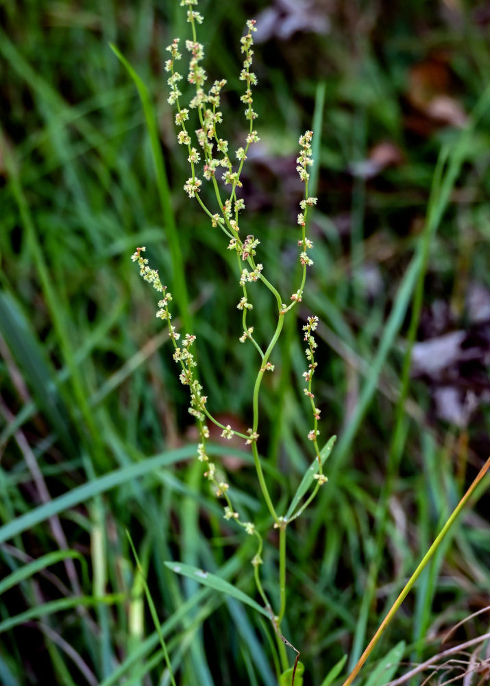 Image of Rumex acetosella specimen.