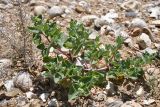 Atriplex dimorphostegia