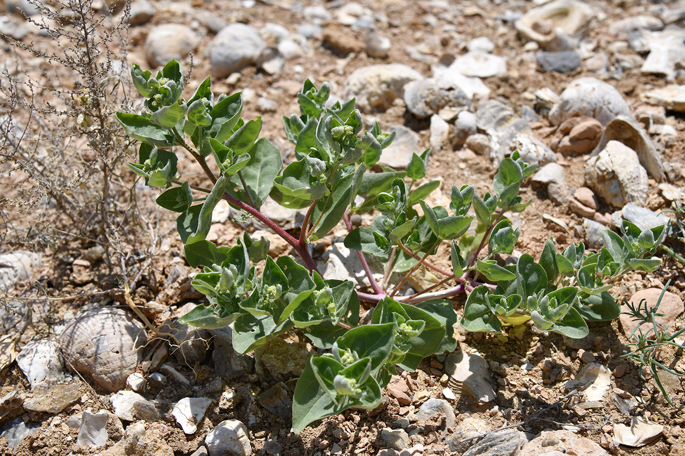 Изображение особи Atriplex dimorphostegia.