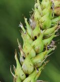 Carex atherodes