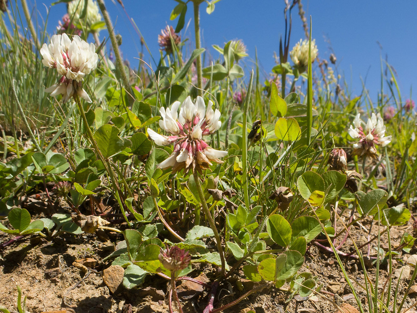 Image of Trifolium repens specimen.