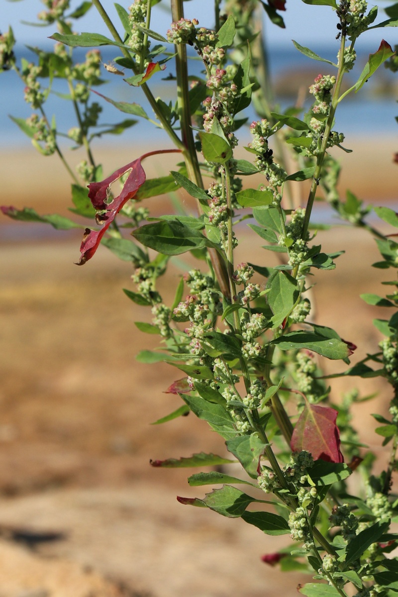Image of Chenopodium striatiforme specimen.
