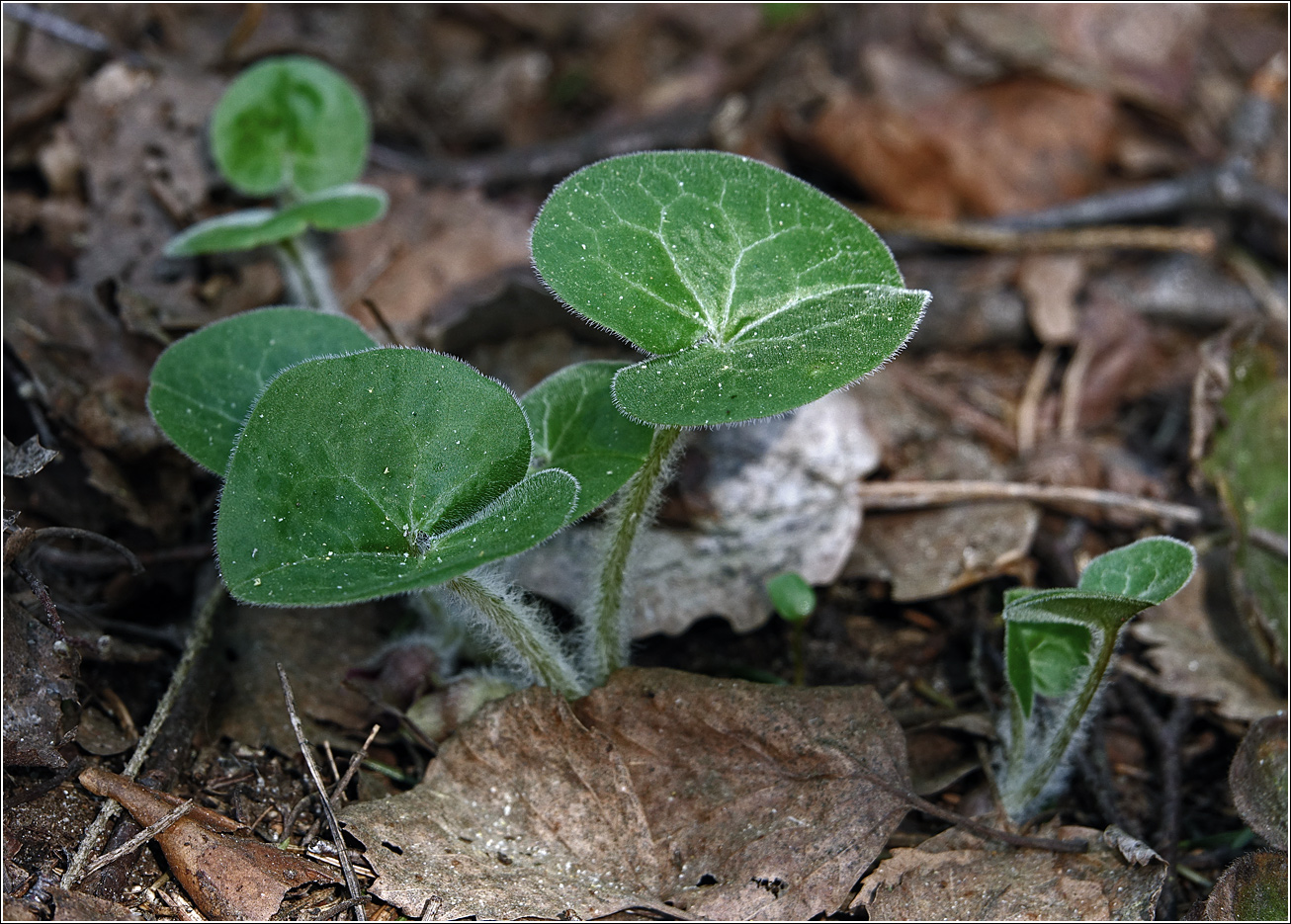 Изображение особи Asarum europaeum.