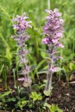 View full-size image Ajuga multiflora