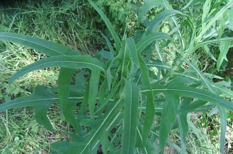 Изображение особи Sonchus palustris.