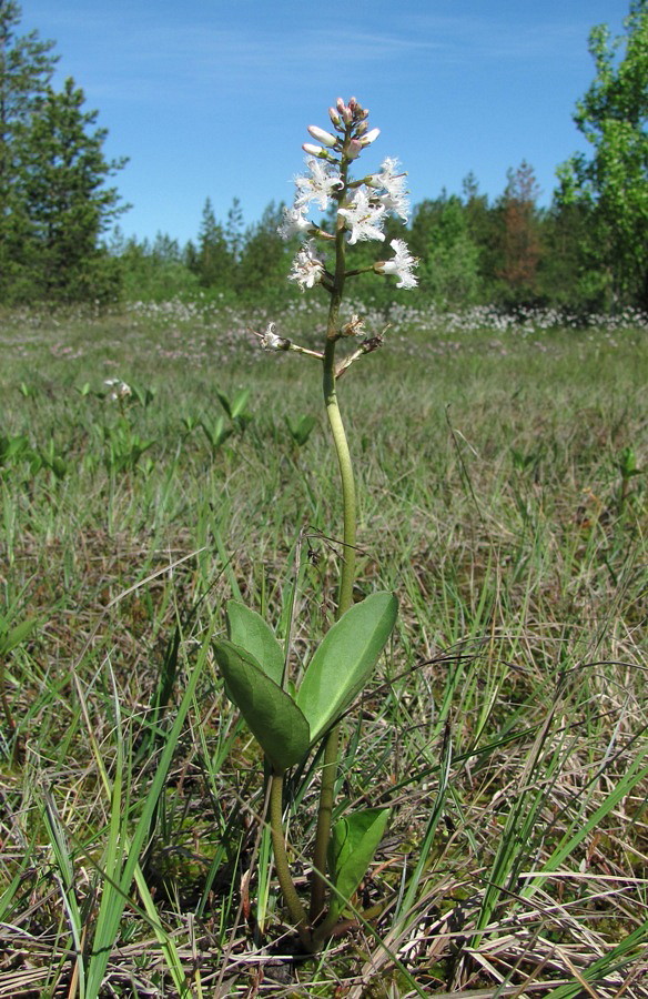 Image of Menyanthes trifoliata specimen.