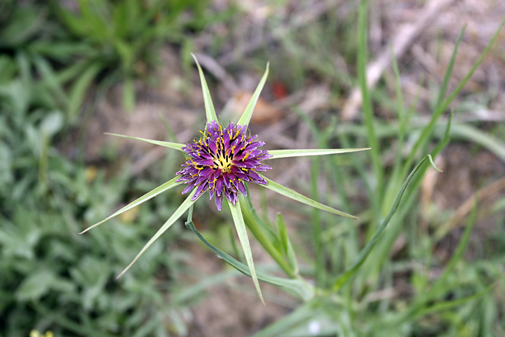 Image of Tragopogon krascheninnikovii specimen.