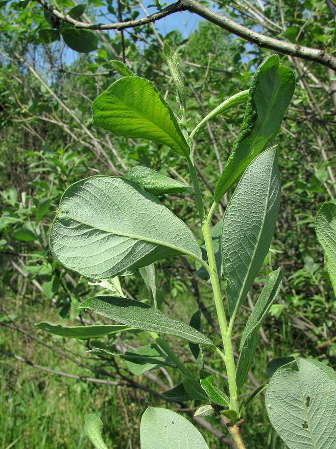 Image of Salix cinerea specimen.