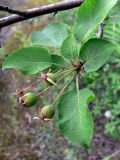 Malus domestica subspecies cerasifera. Веточка с незрелыми плодами. Свердловская обл., окр. г. Североуральск, правый берег канала Дублёр. 29.06.2011.