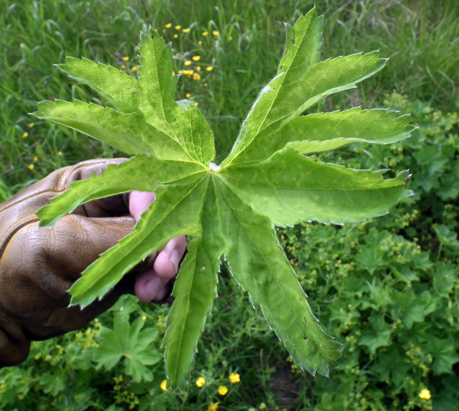 Image of genus Alchemilla specimen.