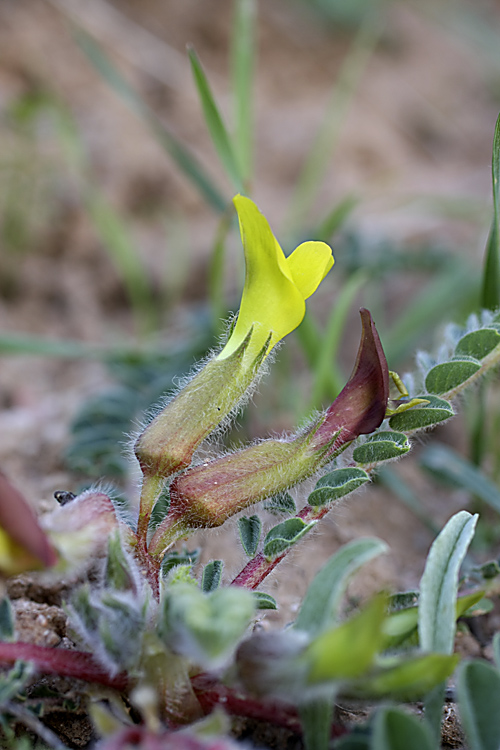 Изображение особи род Astragalus.